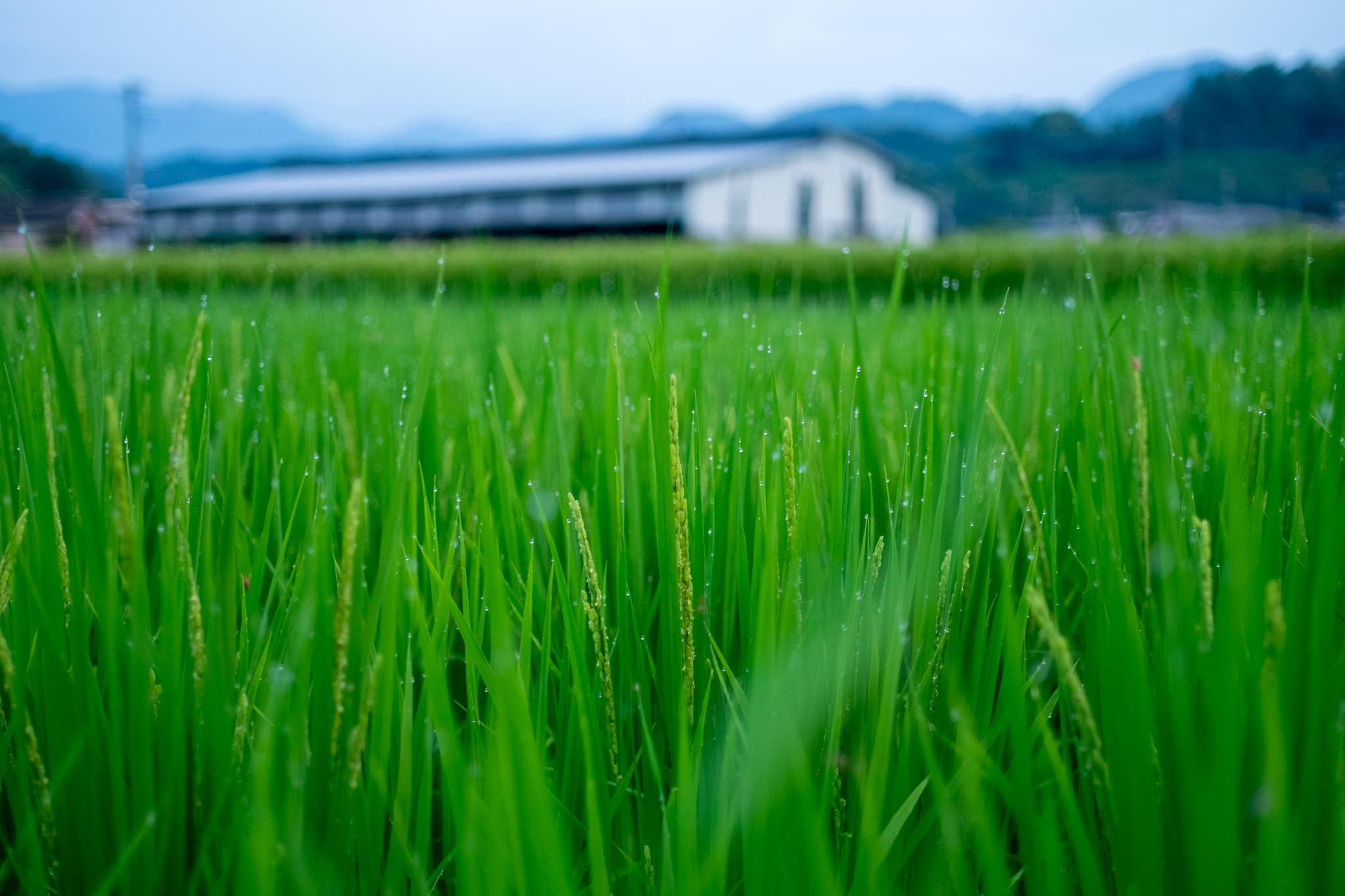 下荻野、田んぼと里山の風景