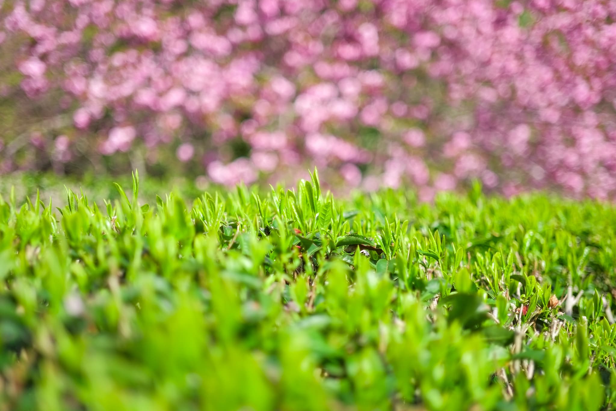 お茶畑と桜