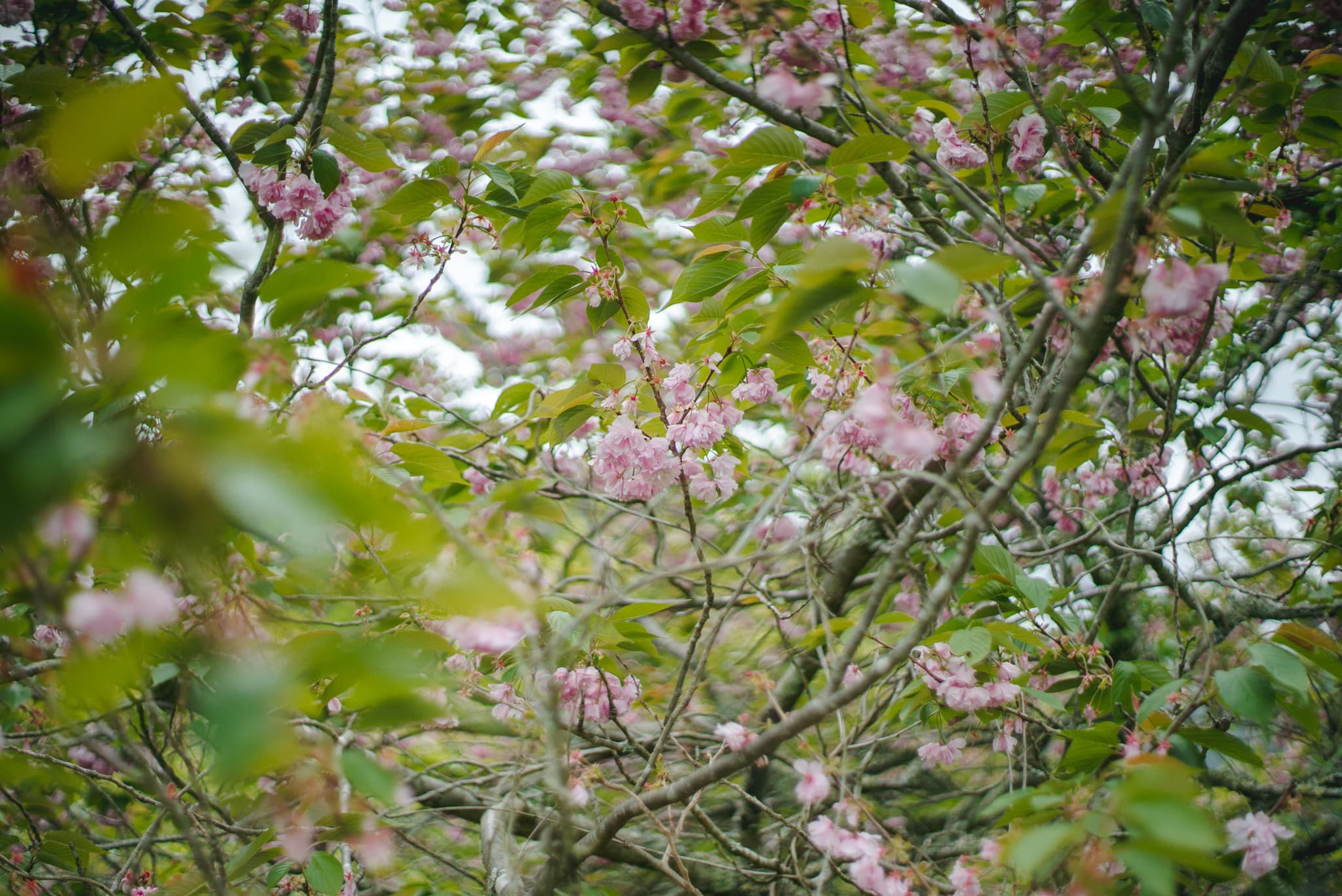 お茶畑の桜